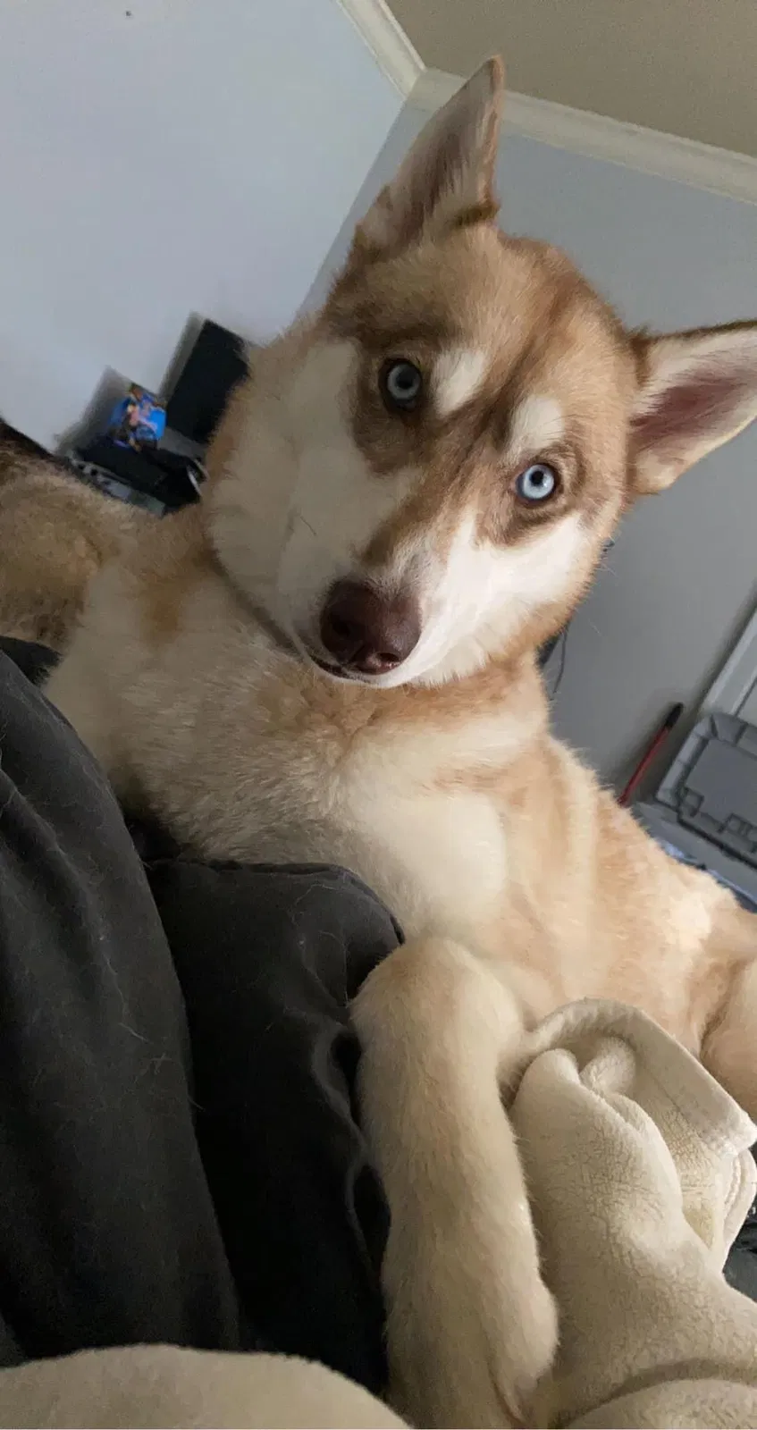 Lost dog in Greenbrier, AR, 72058