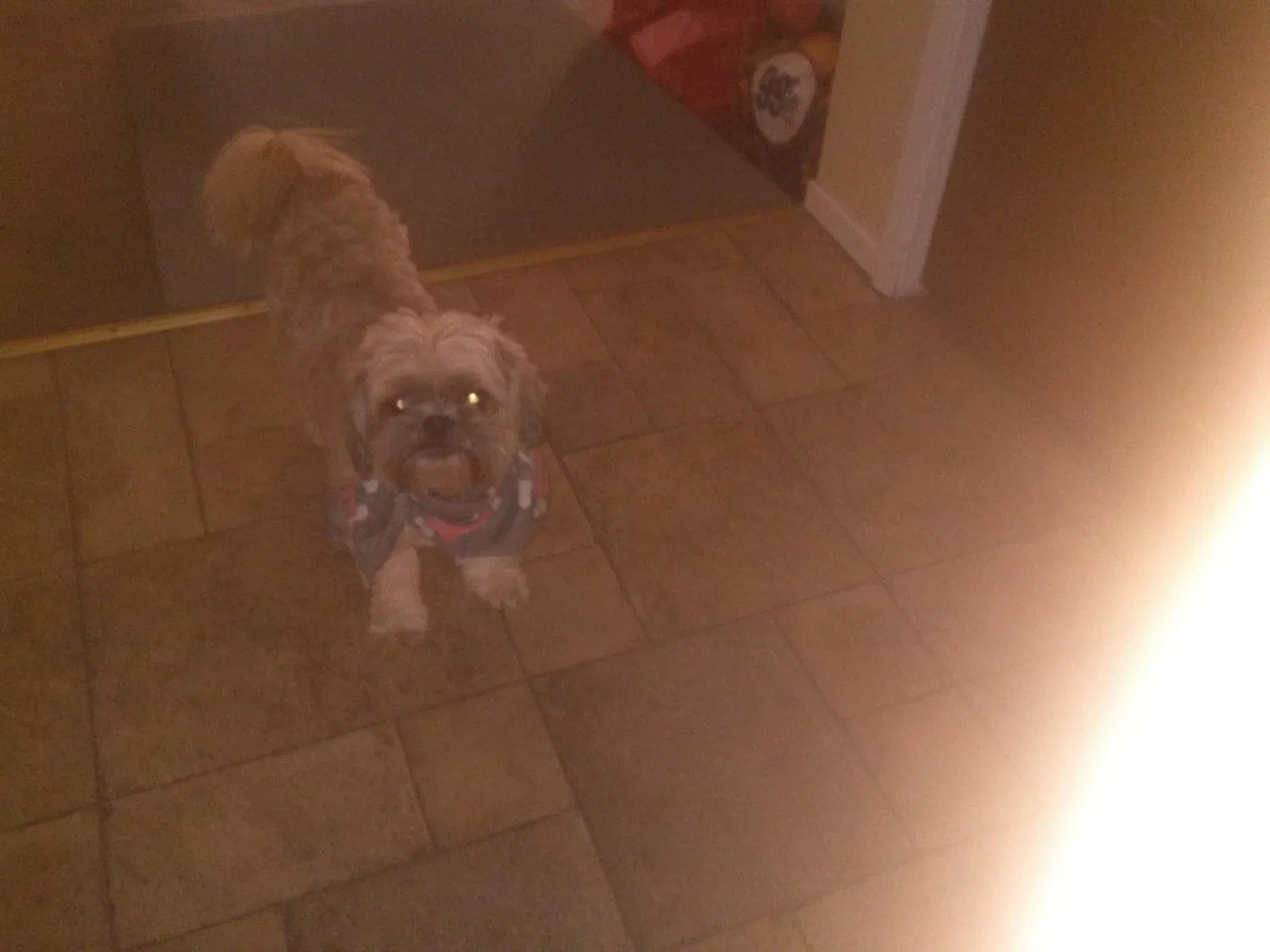 Lost dog in Ceres, CA, 95307