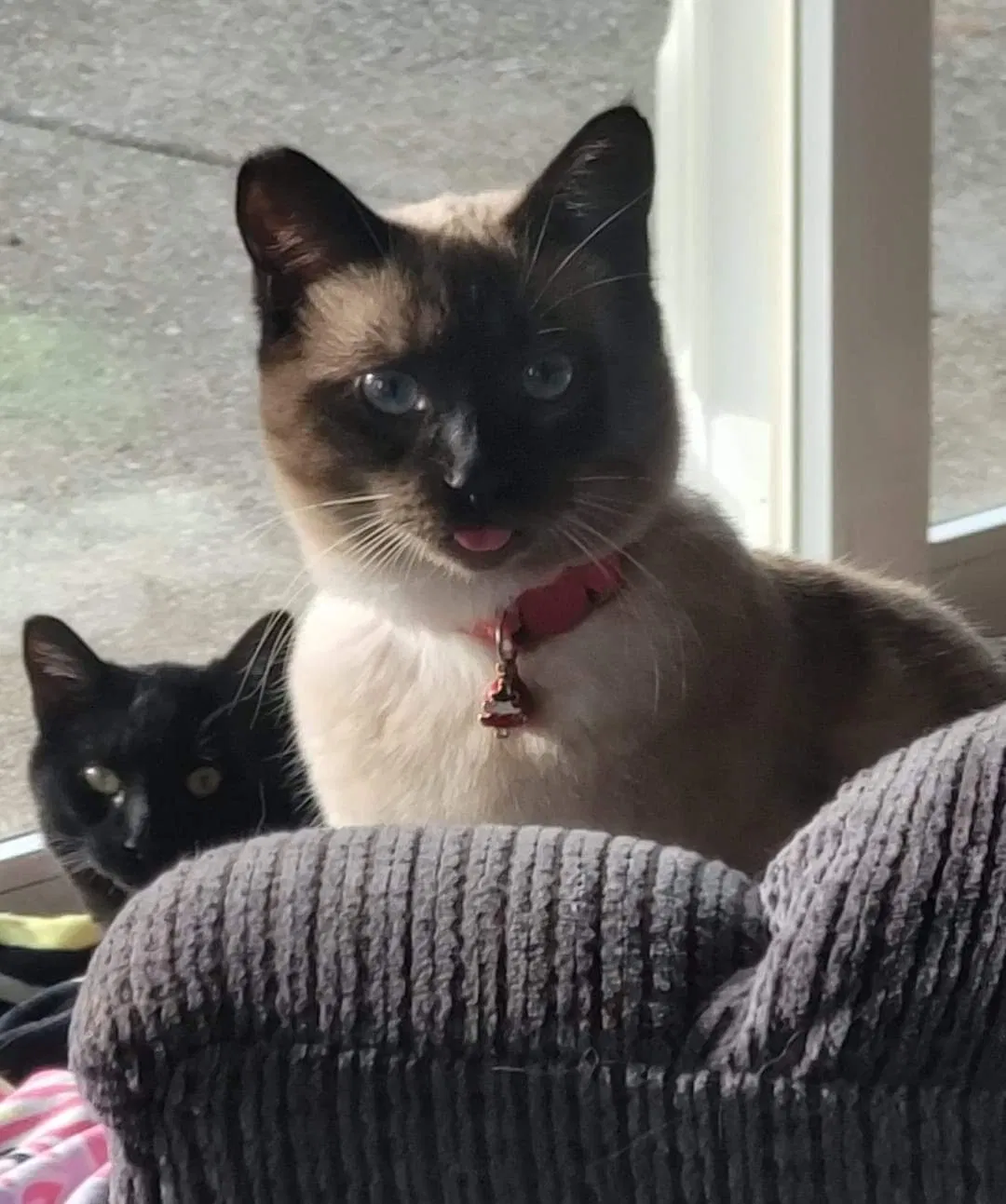 Lost cat in Sublimity, OR, 97385