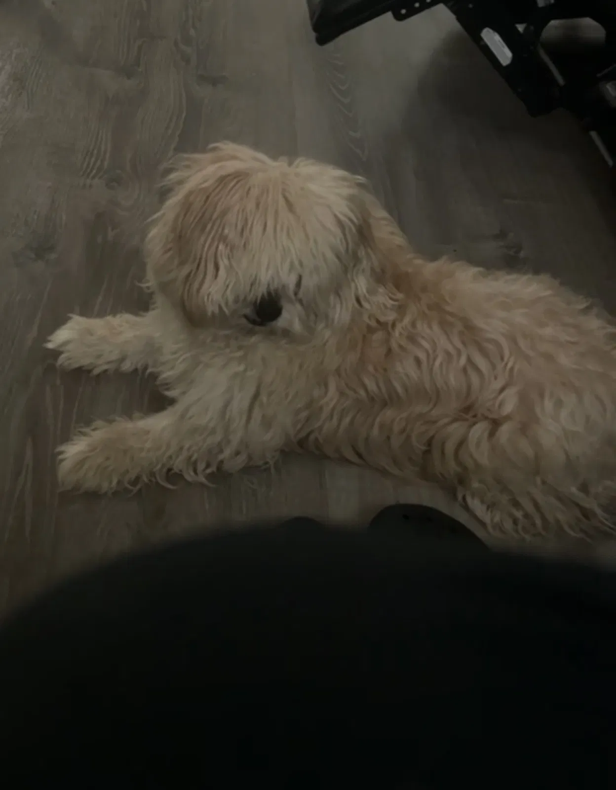 Lost dog in Little Elm, TX, 75068
