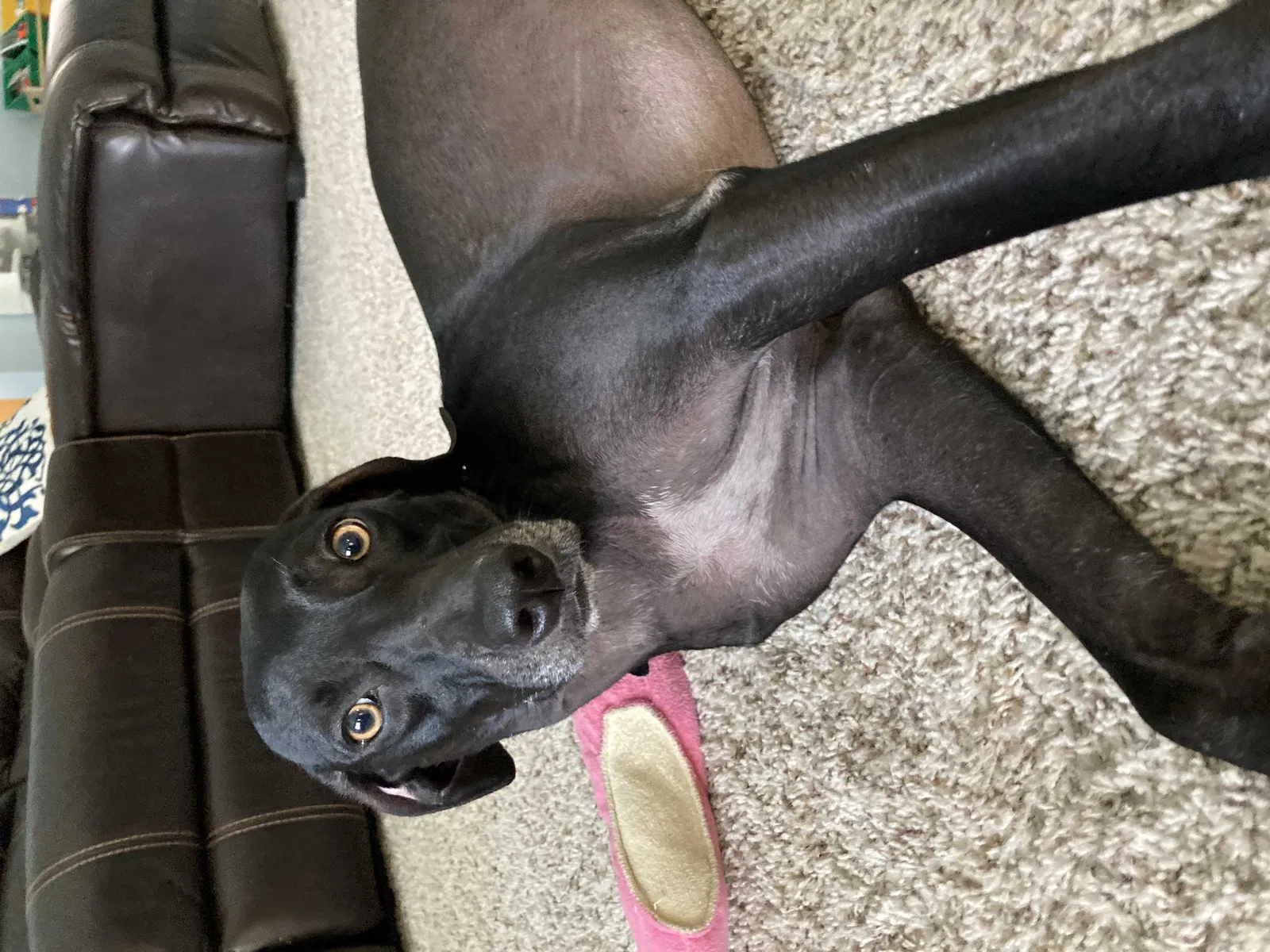 Lost dog in Port Saint Lucie, FL, 34952