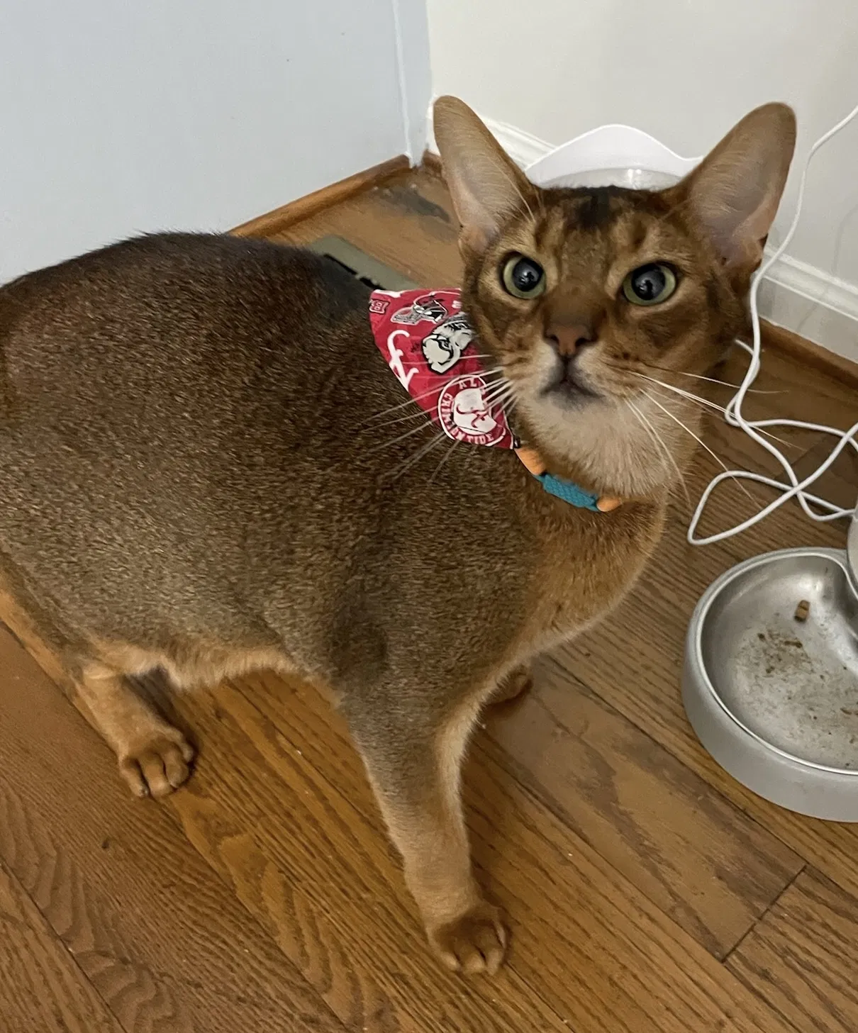 Lost cat in Cedartown, GA, 30125