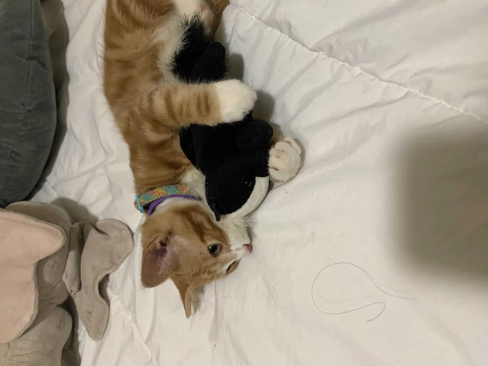 Lost cat in Flowery Branch, GA, 30542