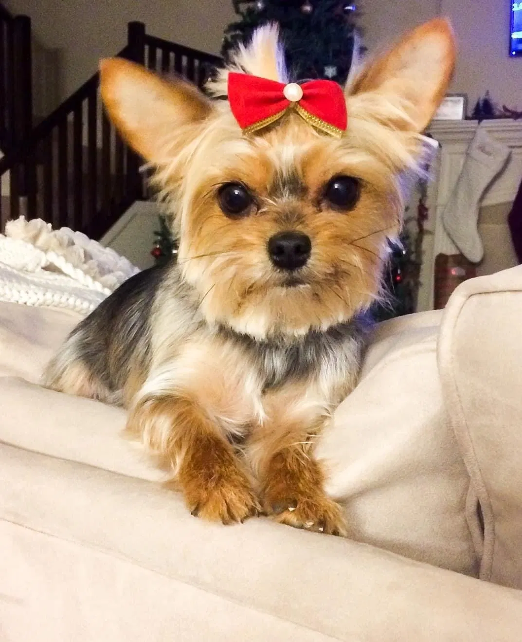 Lost dog in Frankfort, IL, 60423