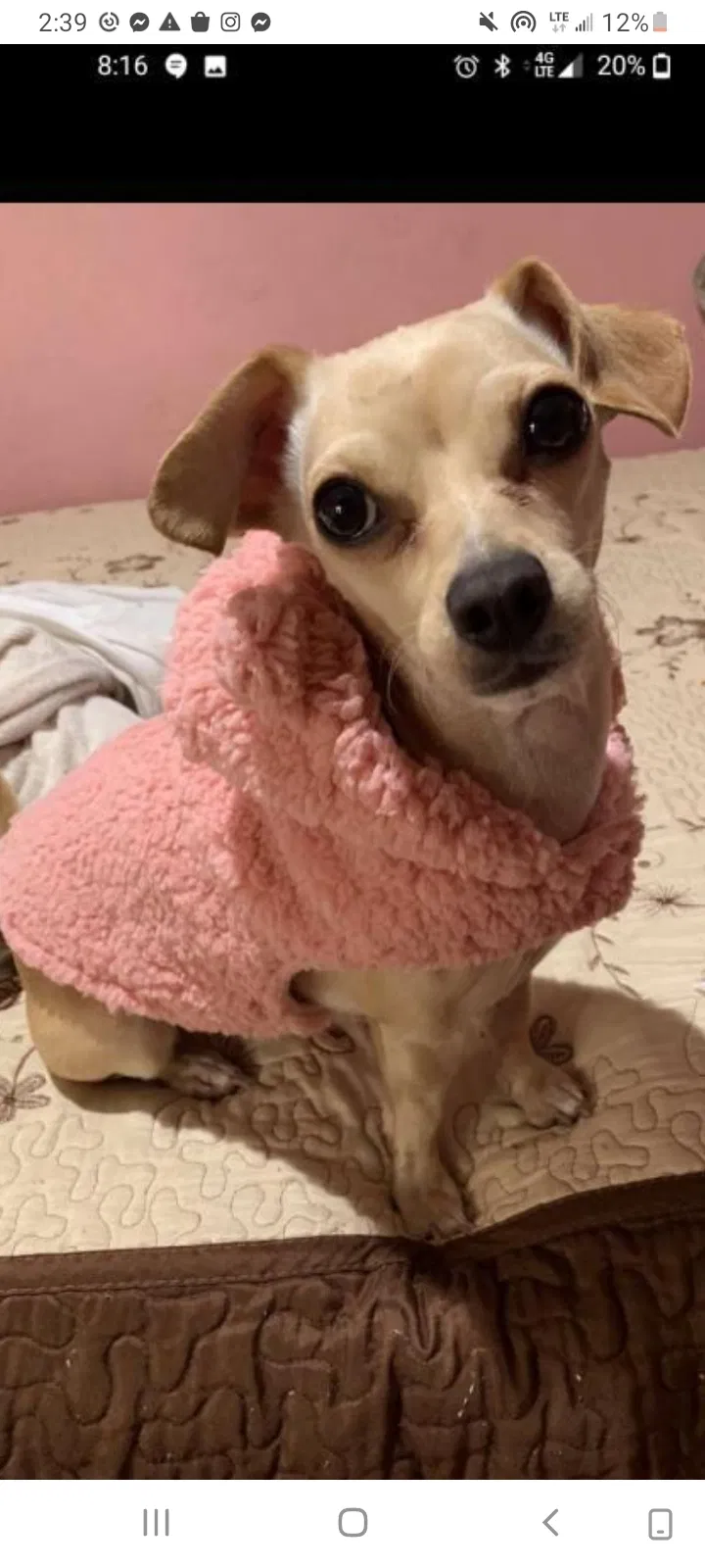 Lost dog in Azusa, CA, 91702