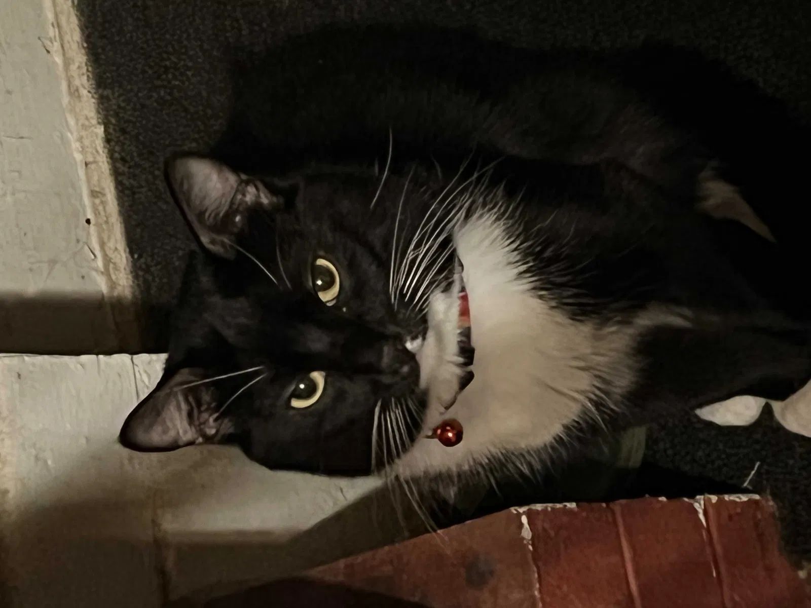 Lost cat in Marina, CA, 93933