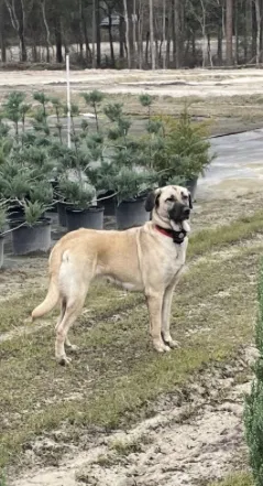 Lost dog in Green Cove Springs, FL, 32043