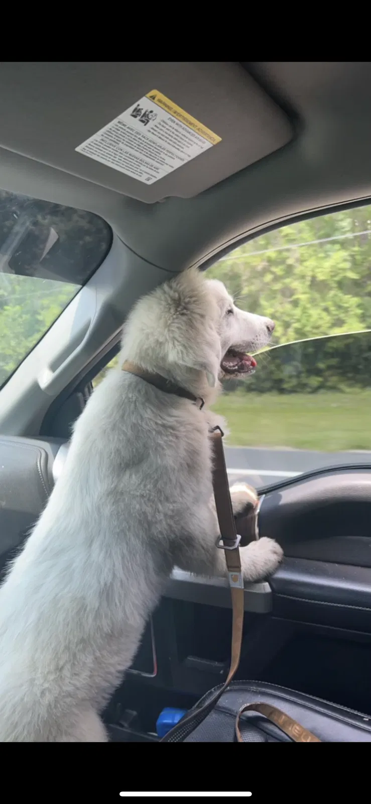 Lost dog in Green Cove Springs, FL, 32043