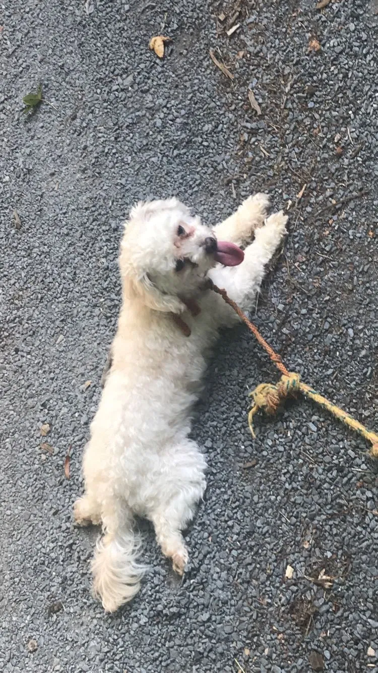 Lost dog in Ramseur, NC, 27316