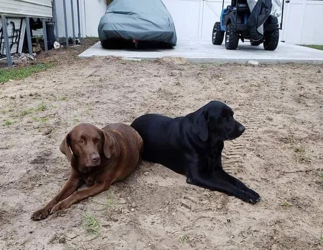 Lost dog in Lakeland, FL, 33801