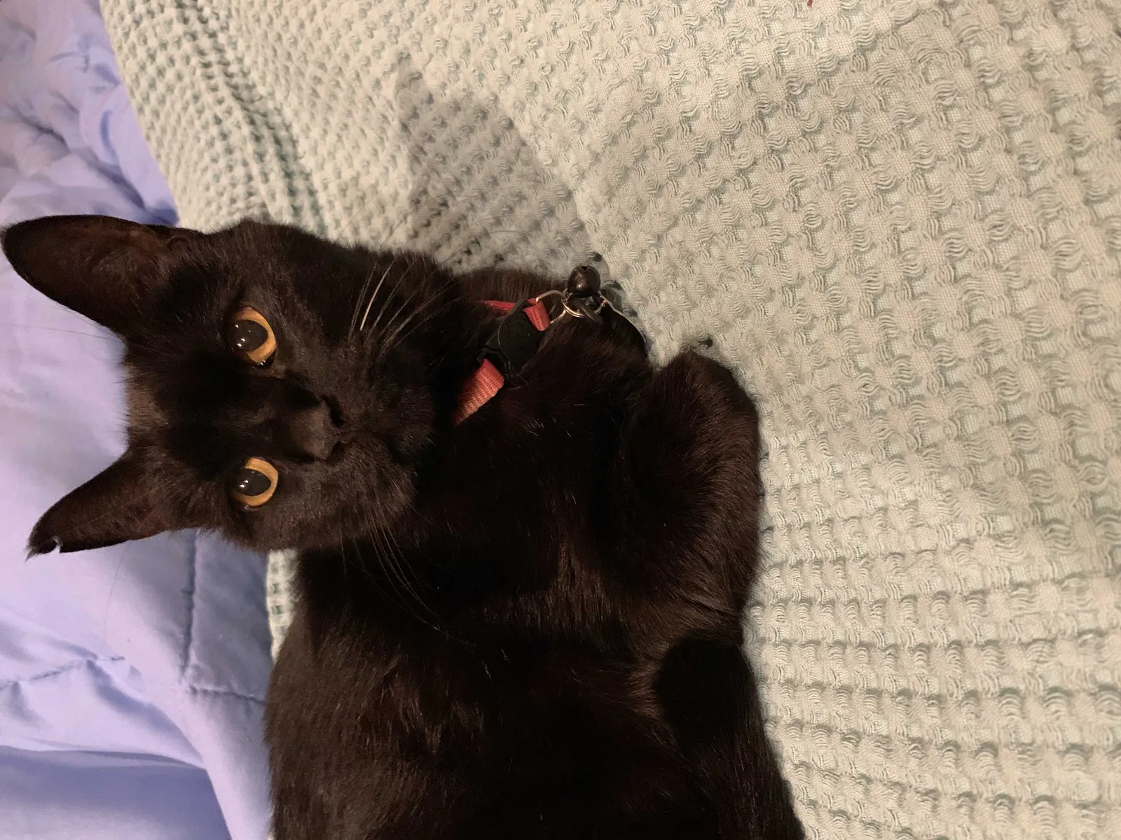 Lost cat in San Antonio, TX, 78266