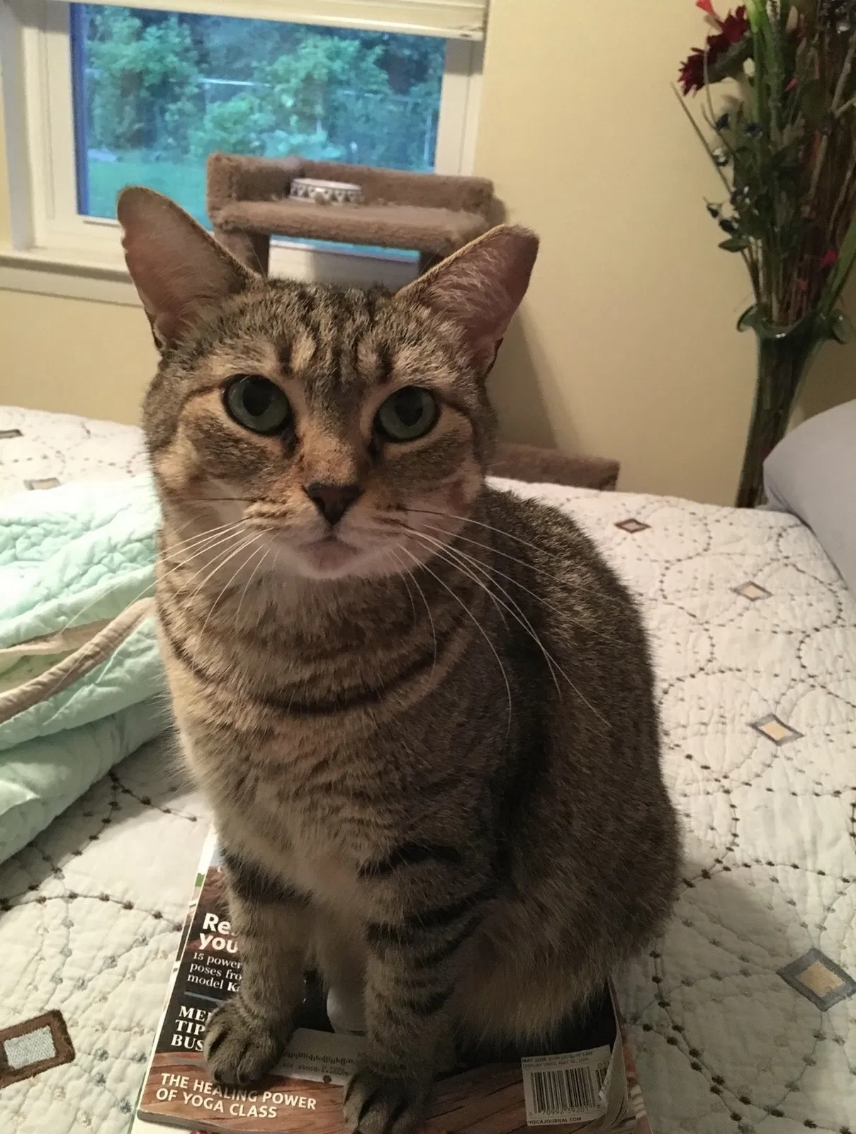 Lost cat in Pensacola, FL, 32514