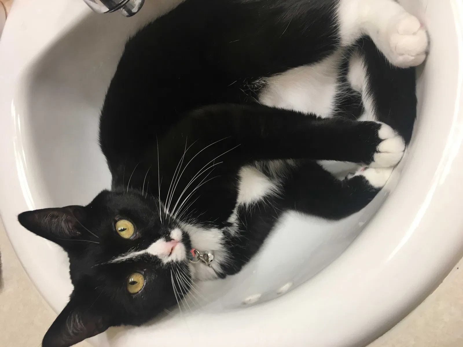 Lost cat in Bonduel, WI, 54107