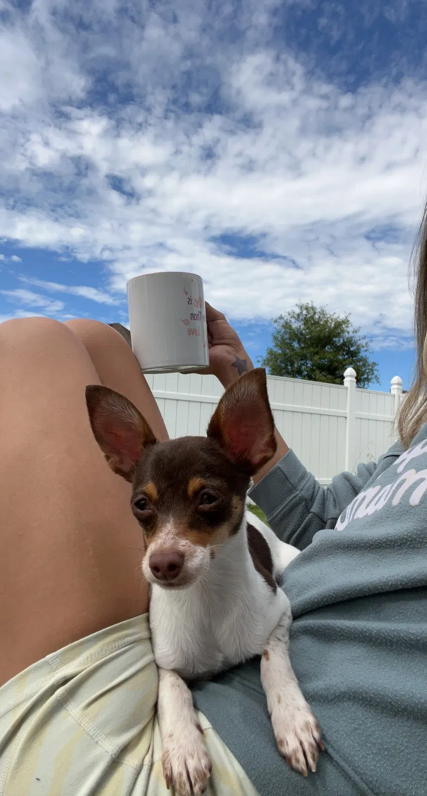 Lost dog in Chesapeake, VA, 23324