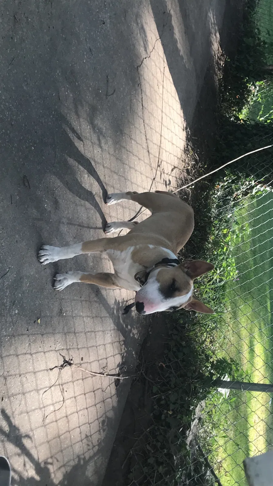 Lost dog in San Bernardino, CA, 92407