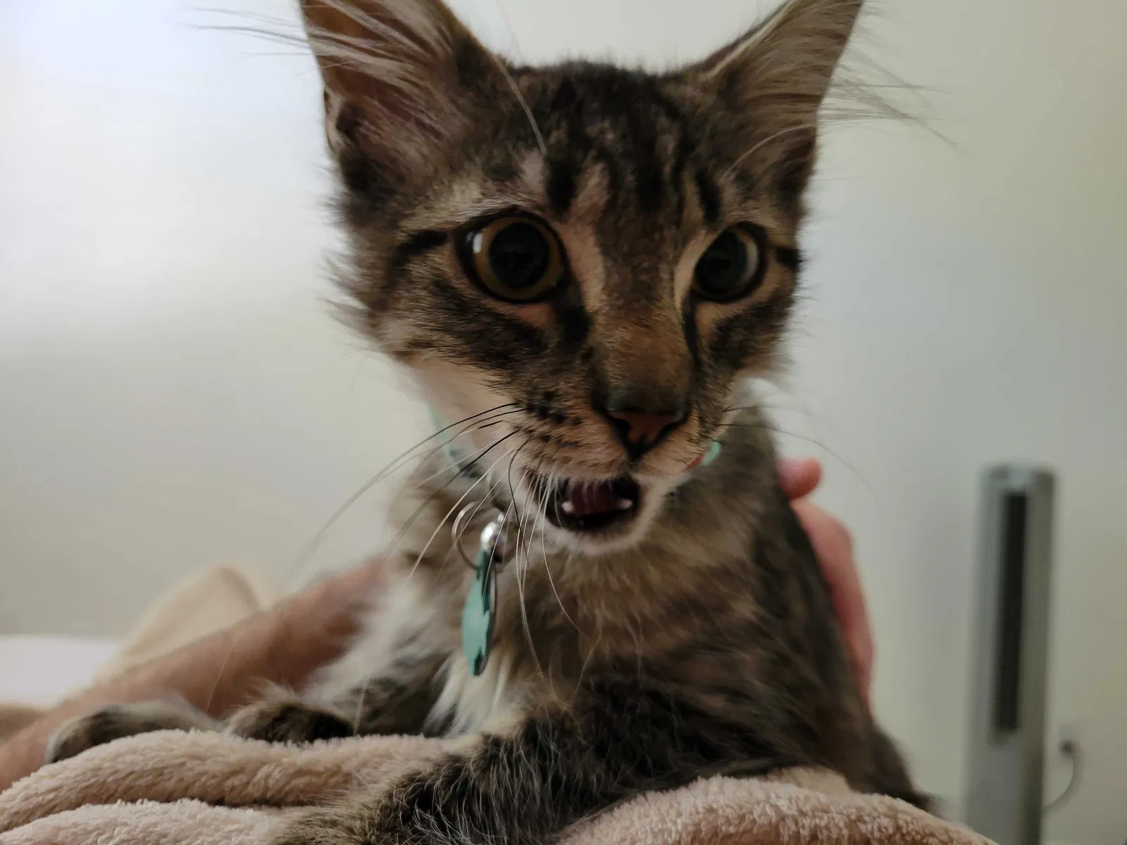 Lost cat in Campbell, CA, 95008