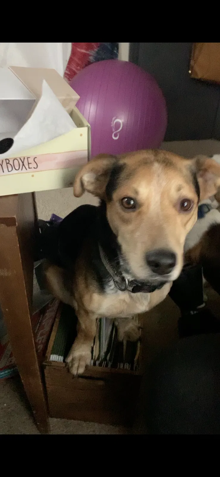 Lost dog in Indianapolis, IN, 46222