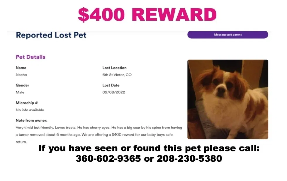 Lost dog in Victor, CO, 80860