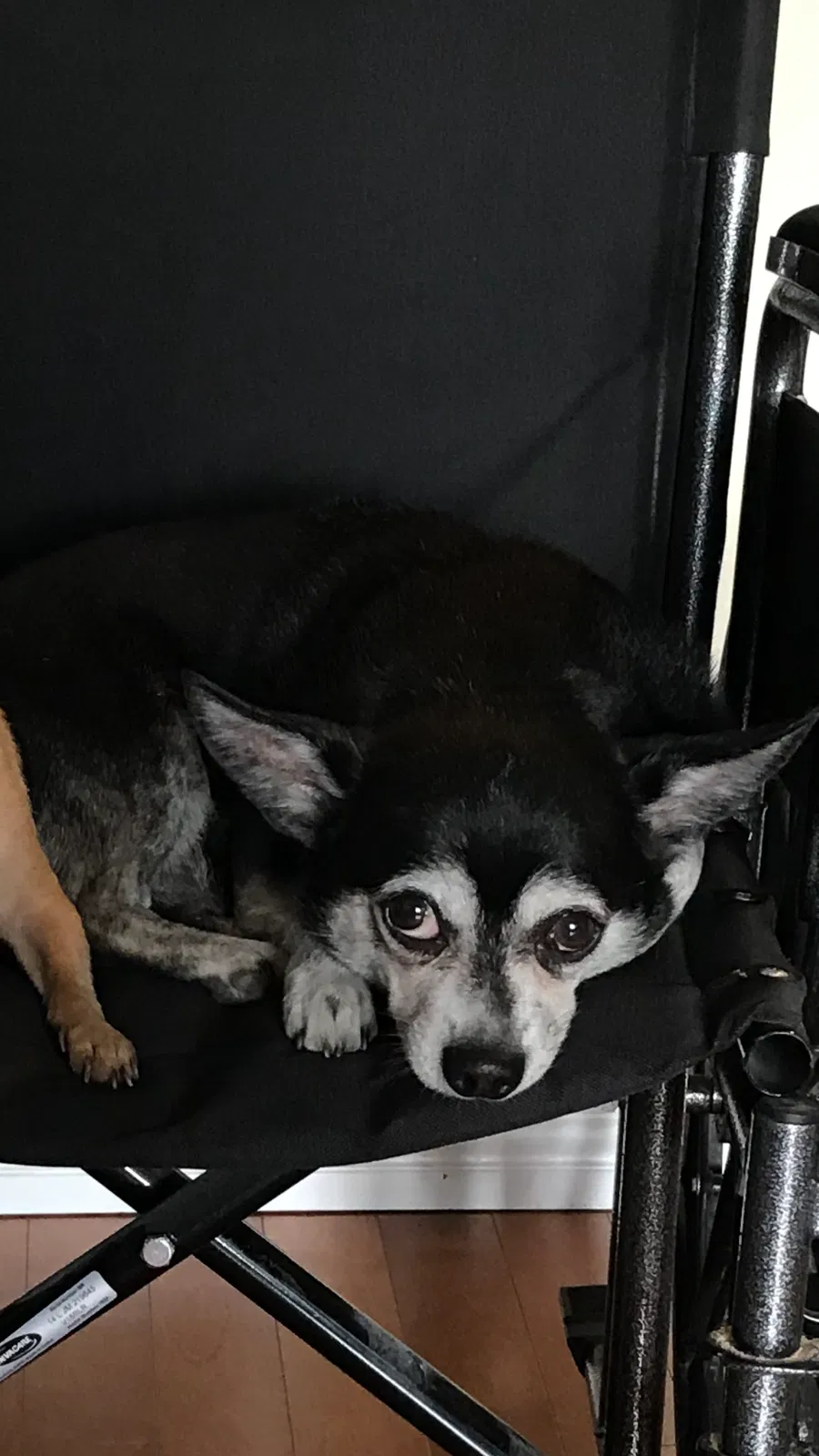 Lost dog in Pearland, TX, 77584
