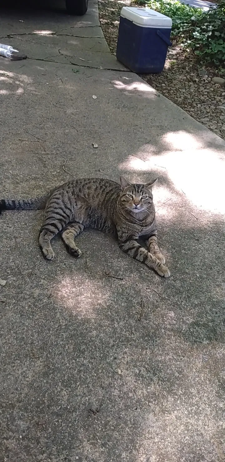 Lost cat in Matthews, NC, 28105