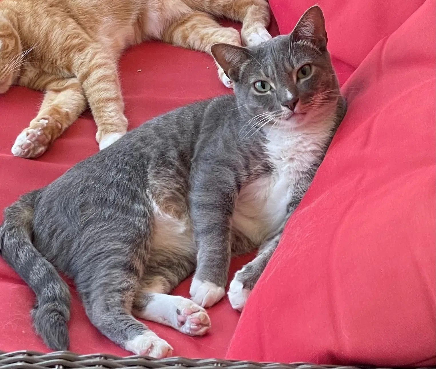 Lost cat in Apex, NC, 27523