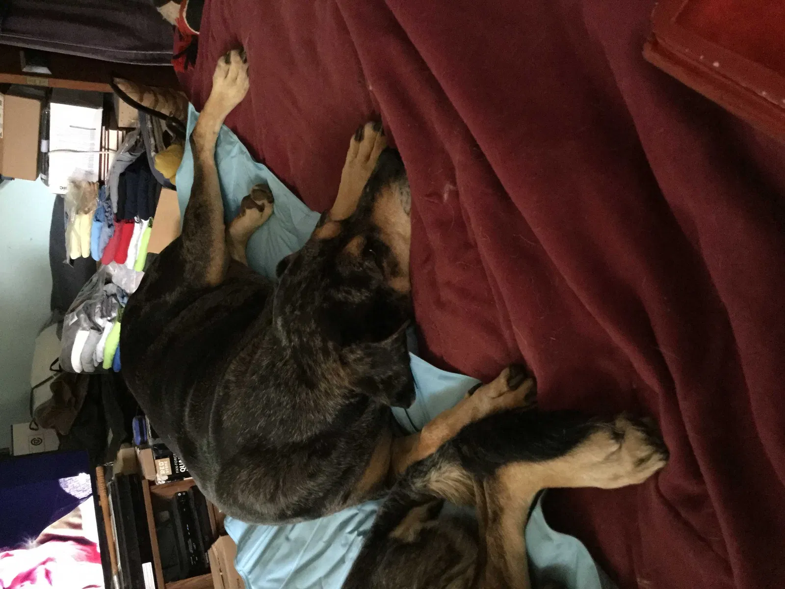 Lost dog in Decatur, GA, 30032