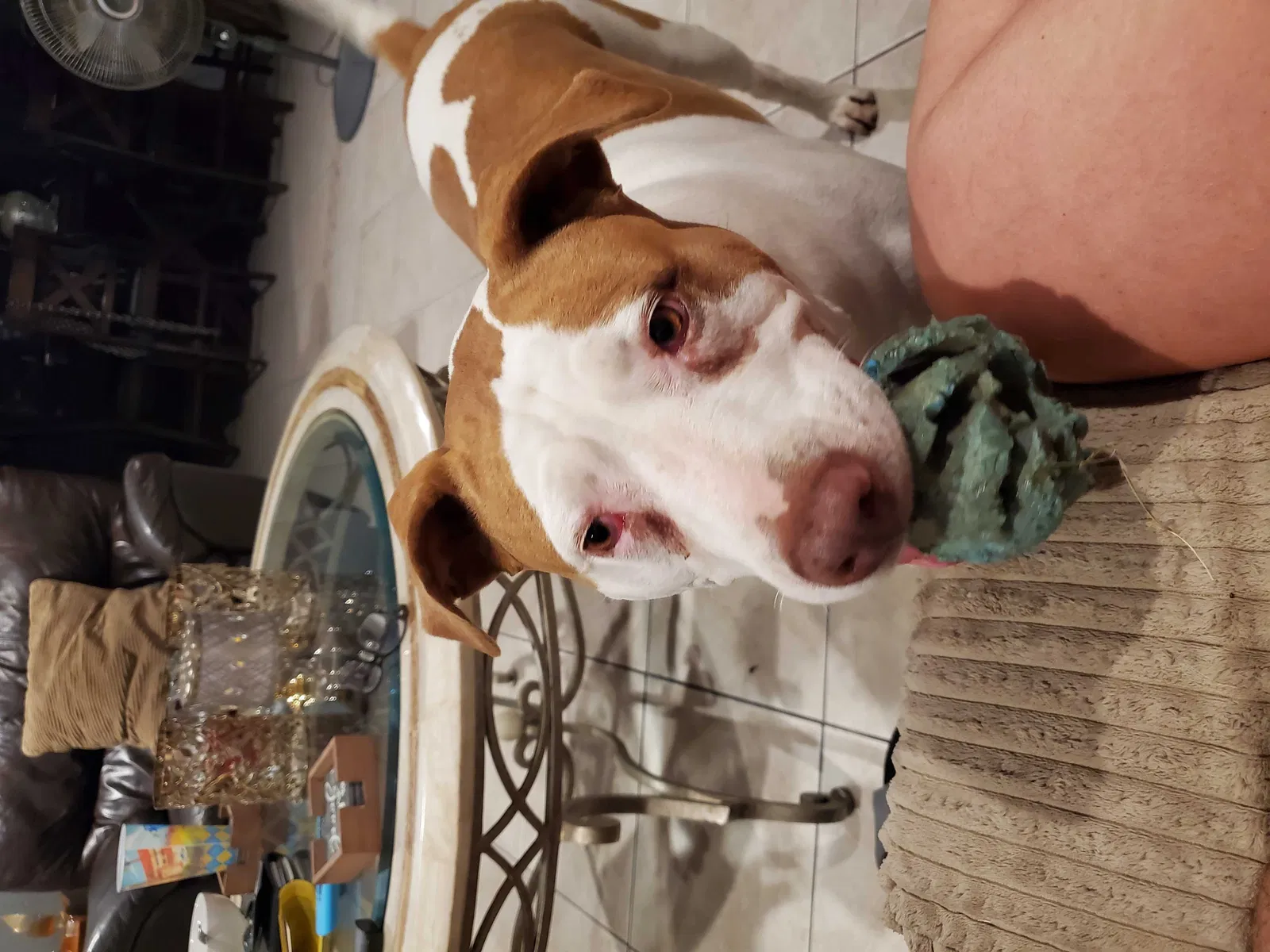 Lost dog in San Diego, CA, 92114