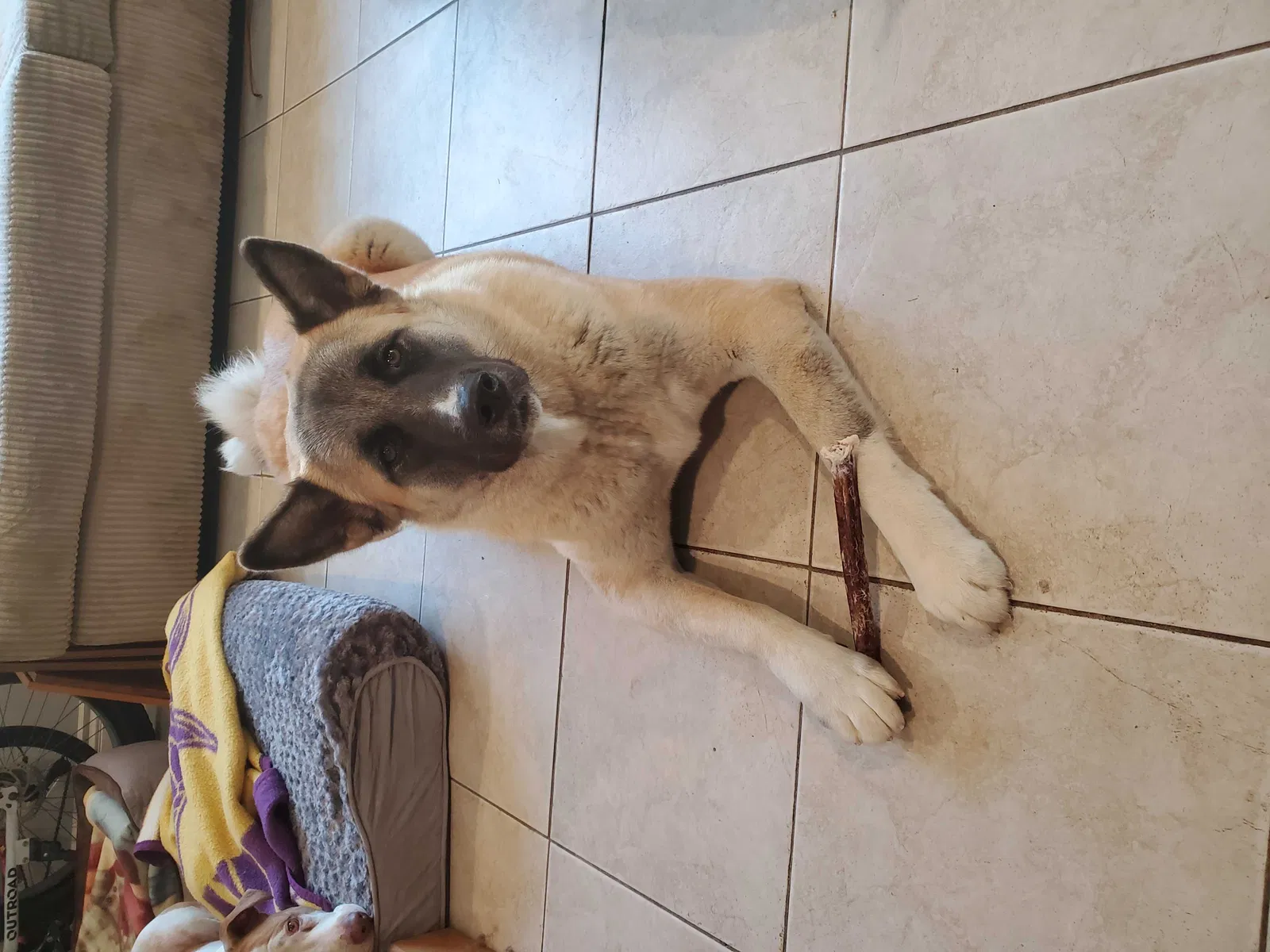 Lost dog in San Diego, CA, 92114