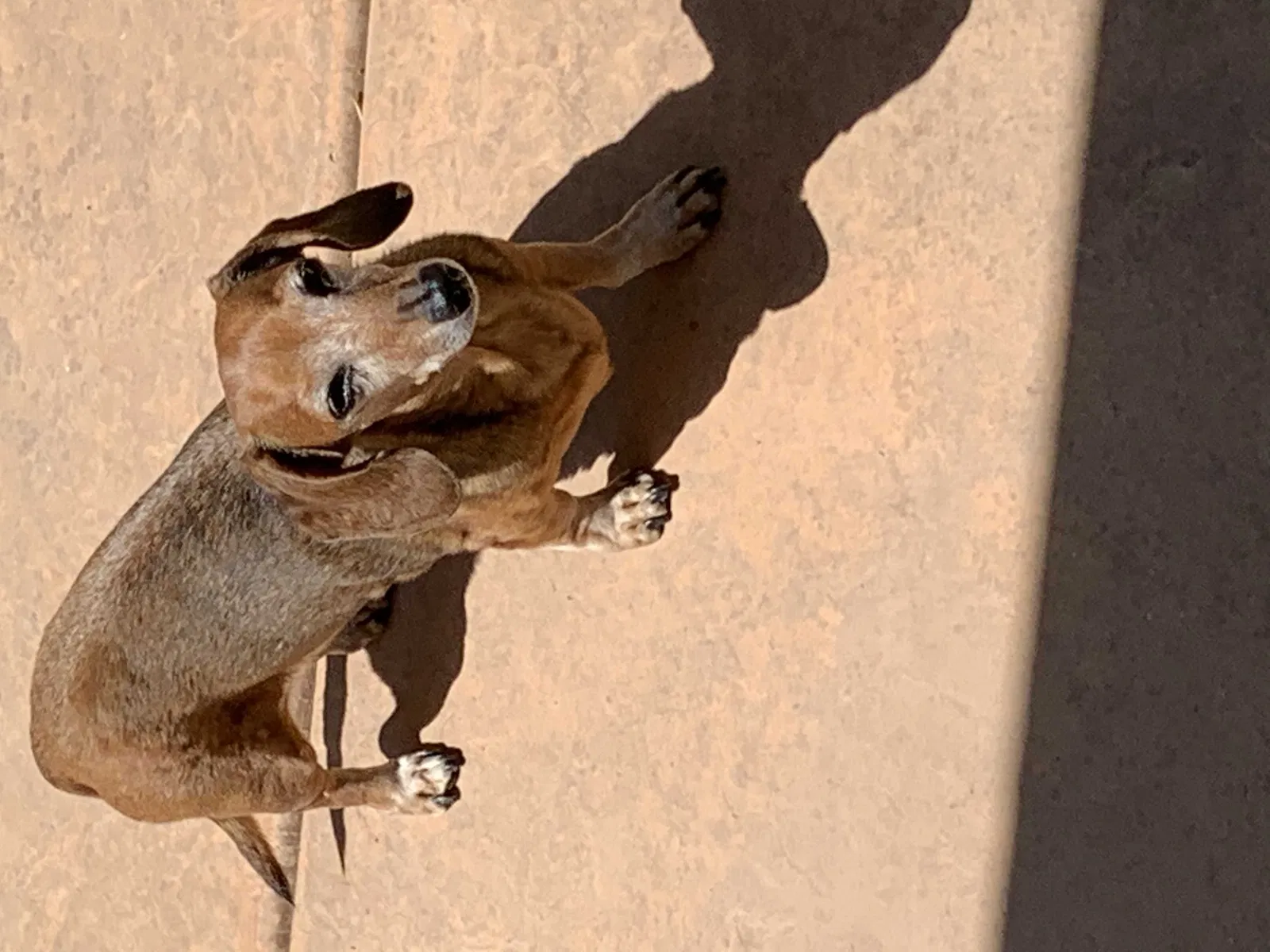 Lost dog in Rowland Heights, CA, 91748