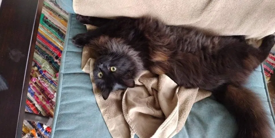 Lost cat in Fayetteville, NC, 28311