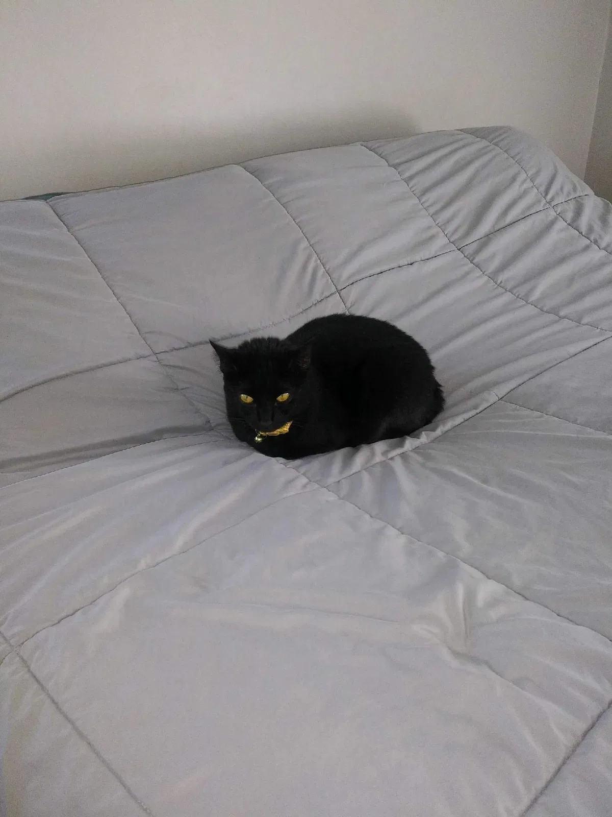 Lost cat in Fayetteville, NC, 28311