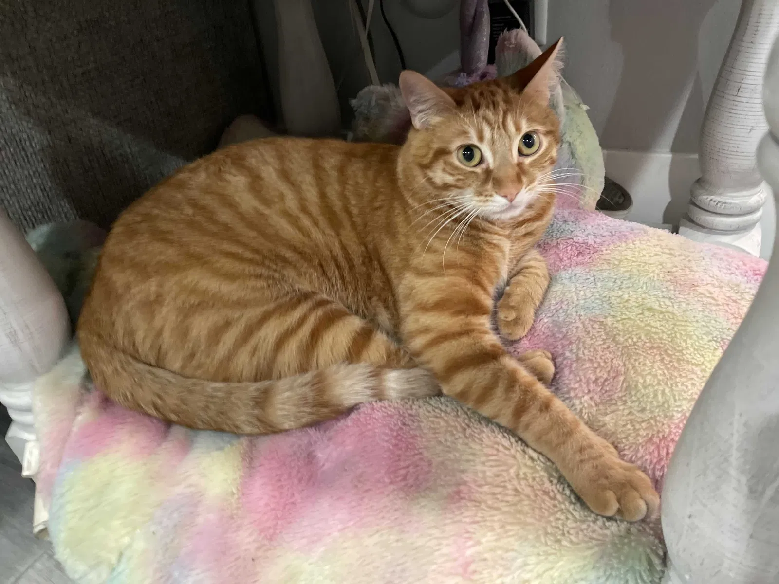 Lost cat in Santa Clarita, CA, 91350