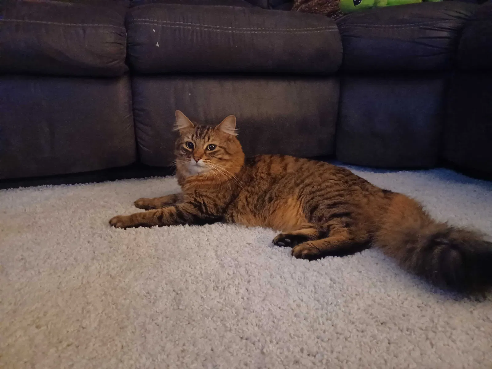 Lost cat in Blue Springs, MO, 64014
