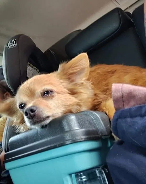 Lost dog in Beech Creek, KY, 42321