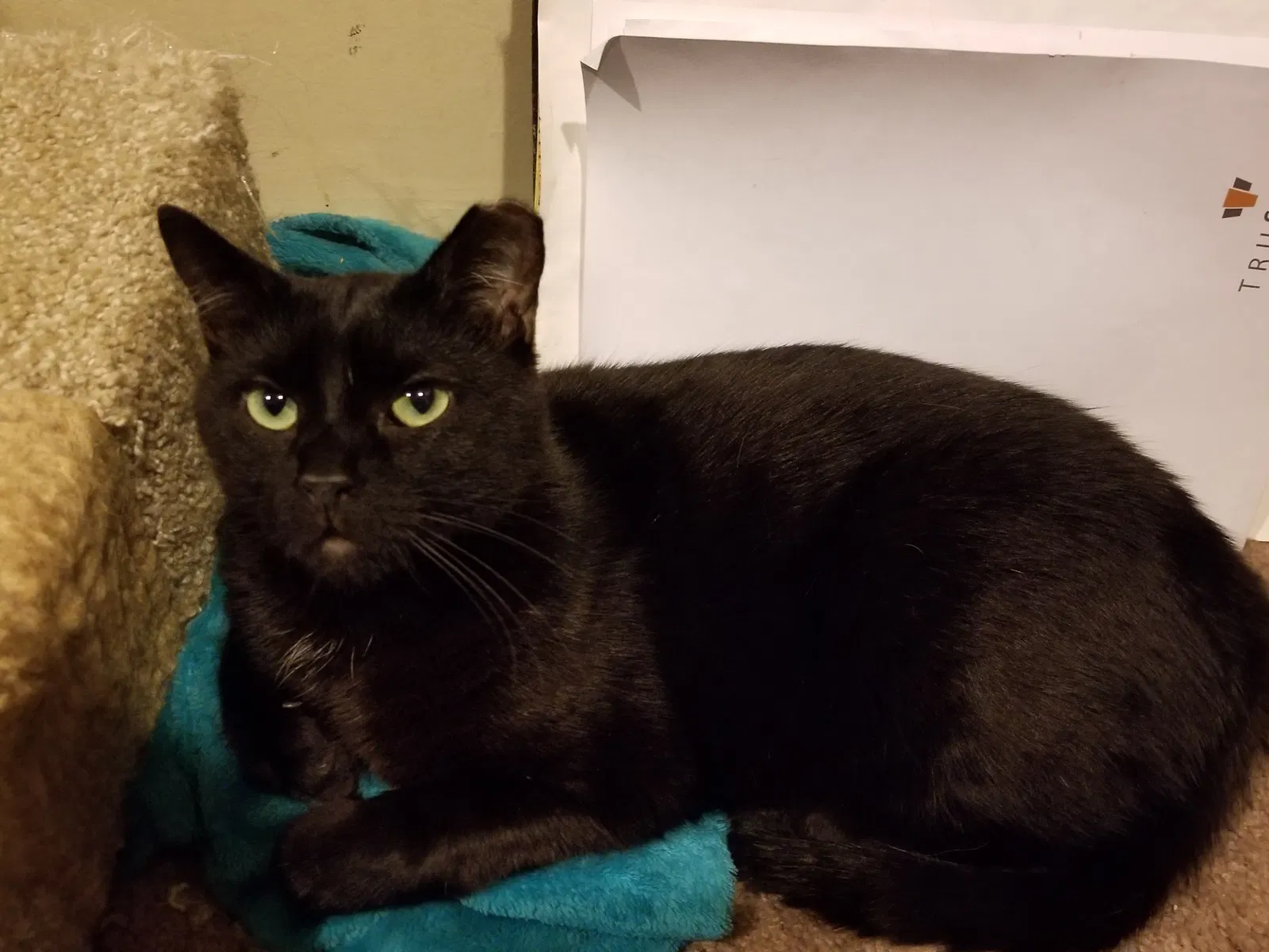Lost cat in Minneapolis, MN, 55413