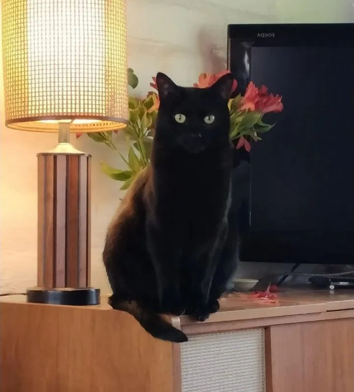 Lost cat in Carmel Valley, CA, 93924