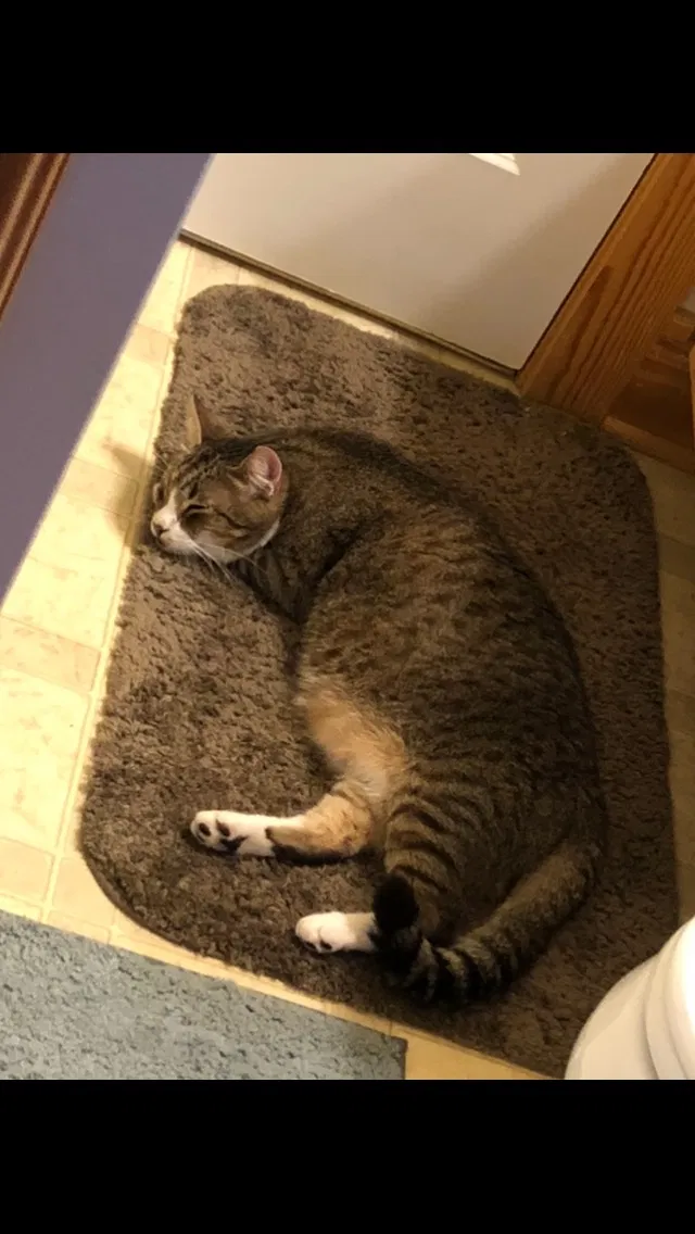 Lost cat in Yorktown, VA, 23693