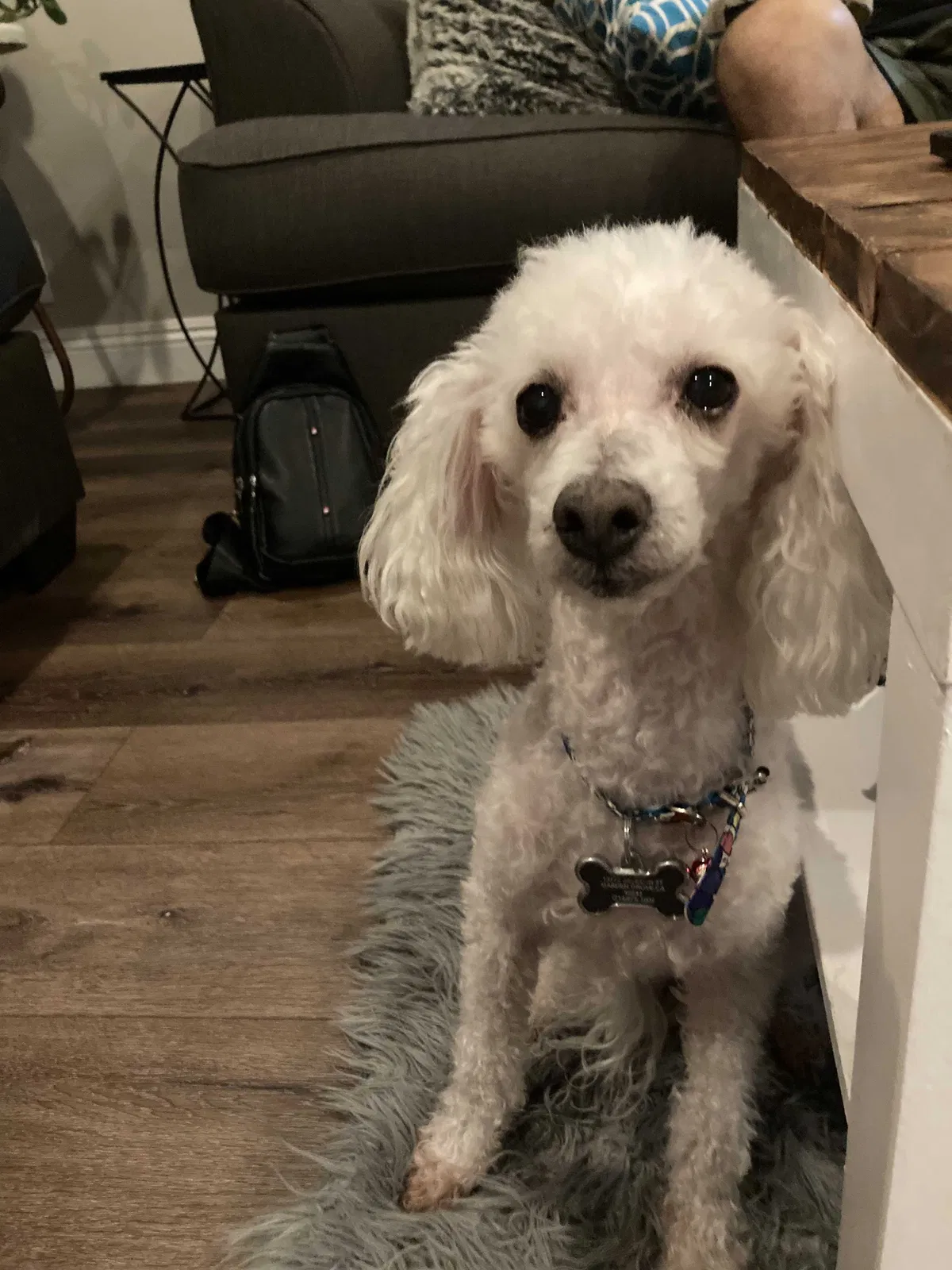Lost dog in Garden Grove, CA, 92843