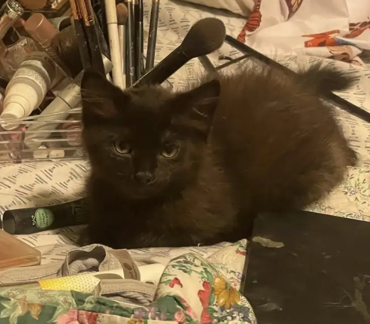 Lost cat in La Puente, CA, 91746