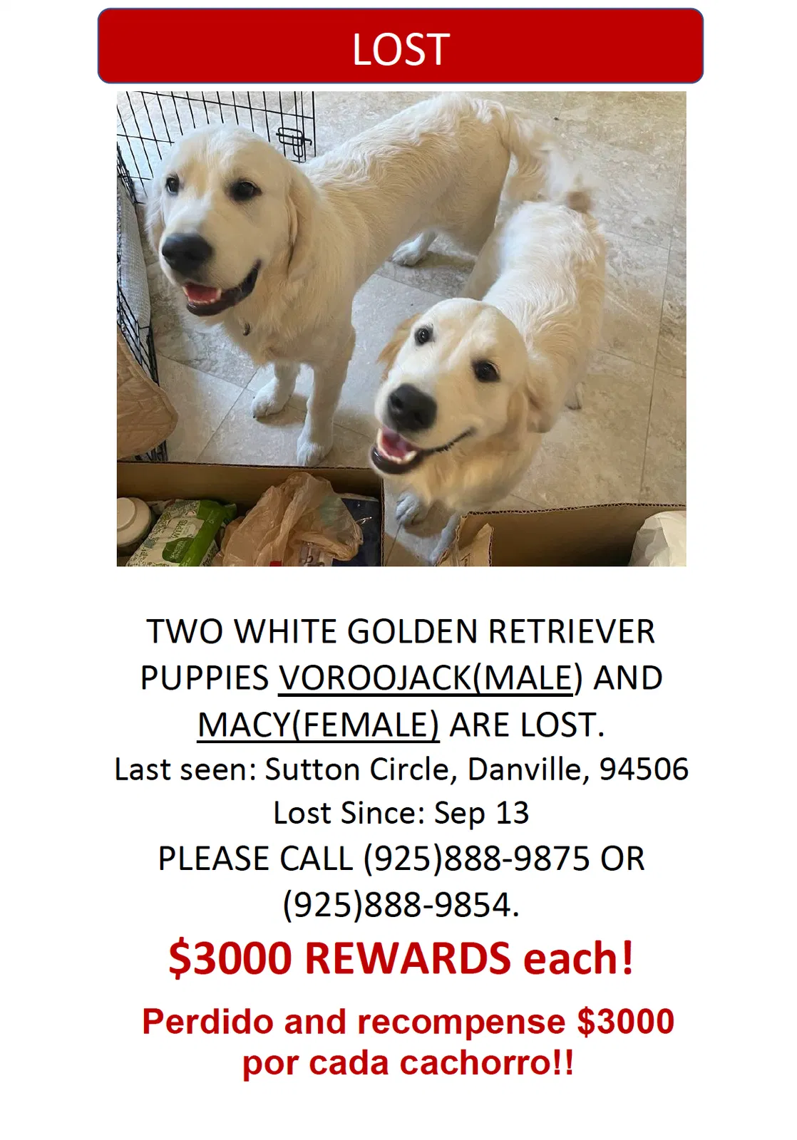 Lost dog in Danville, CA, 94506
