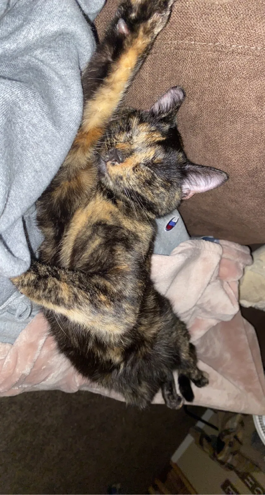 Lost cat in Marysville, OH, 43040