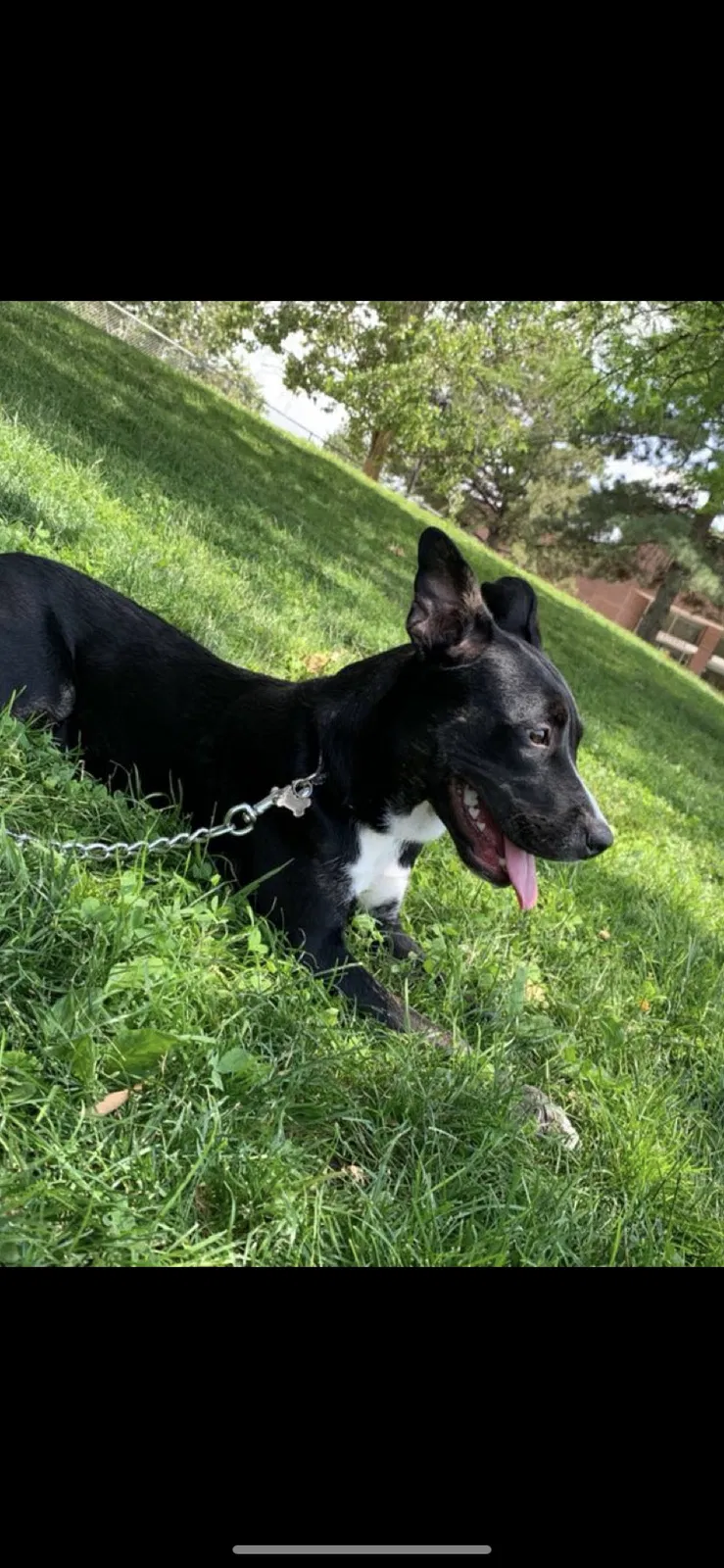 Lost dog in Albuquerque, NM, 87105