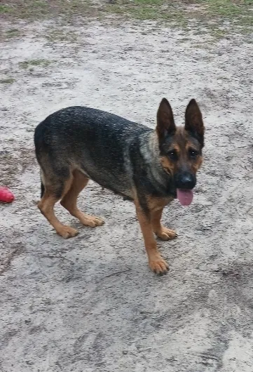 Lost dog in Gaston, SC, 29053