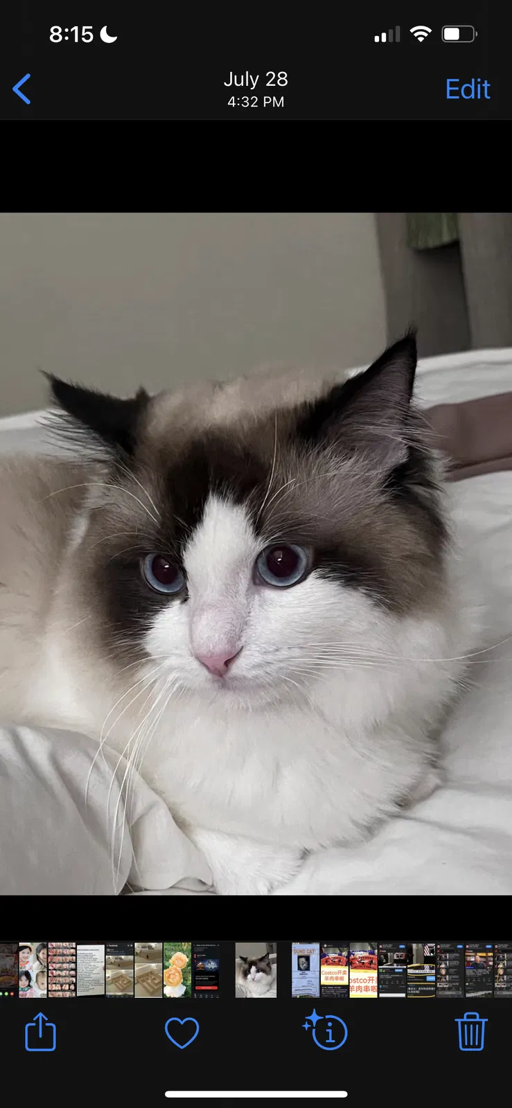 Lost cat in Lake Forest, CA, 92630