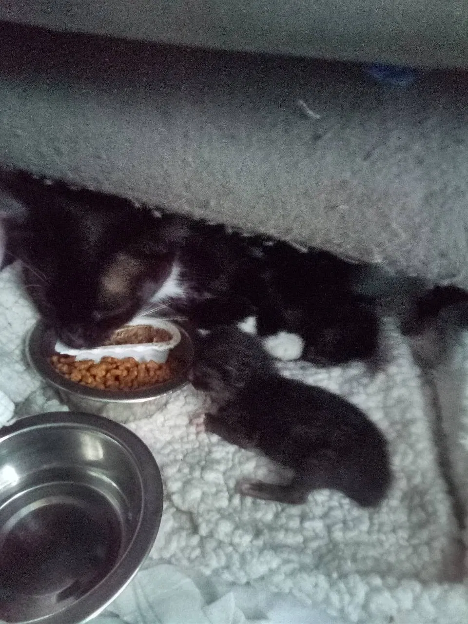 Lost cat in Santa Ana, CA, 92704