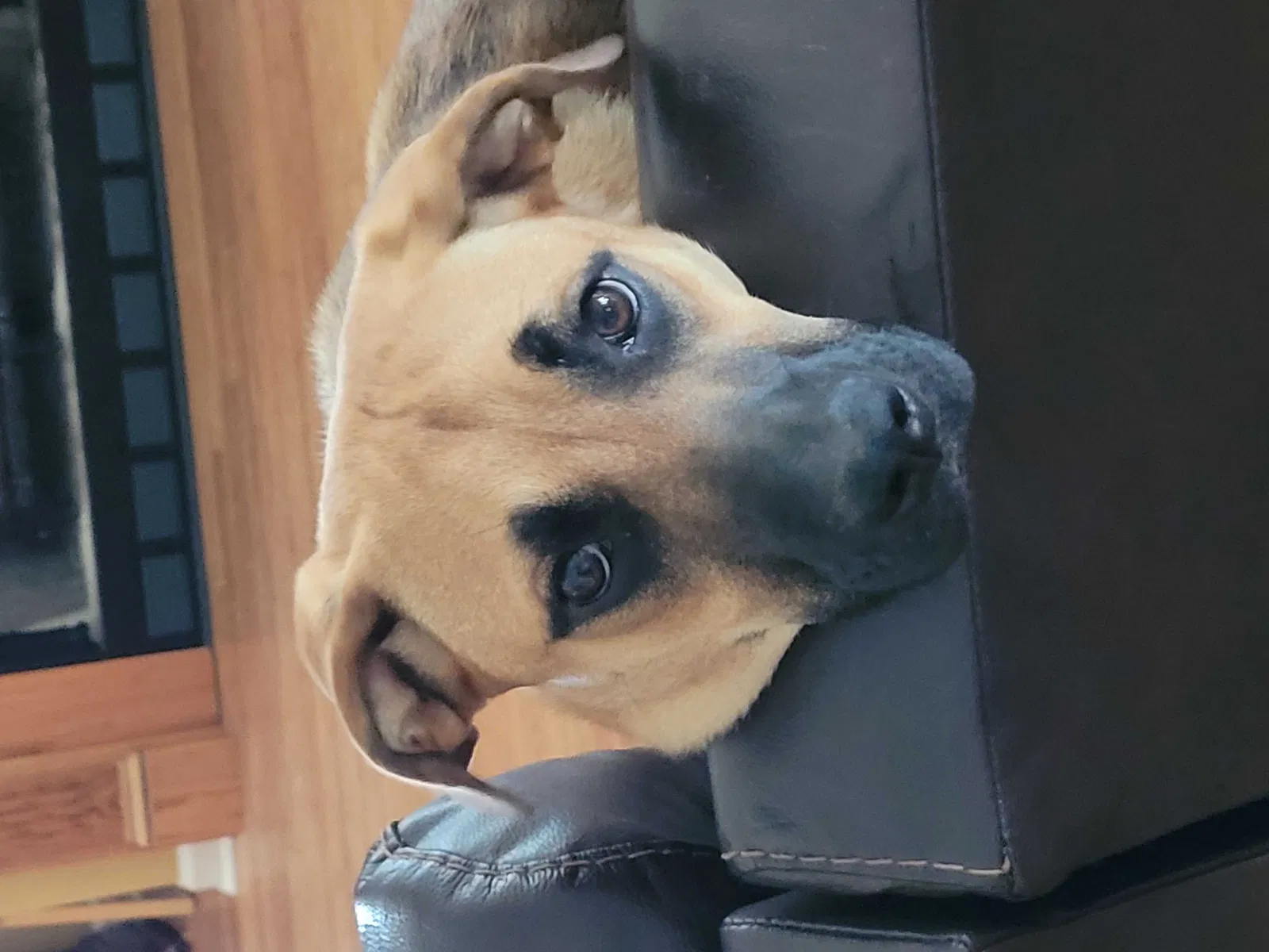 Lost dog in Boiling Springs, SC, 29316