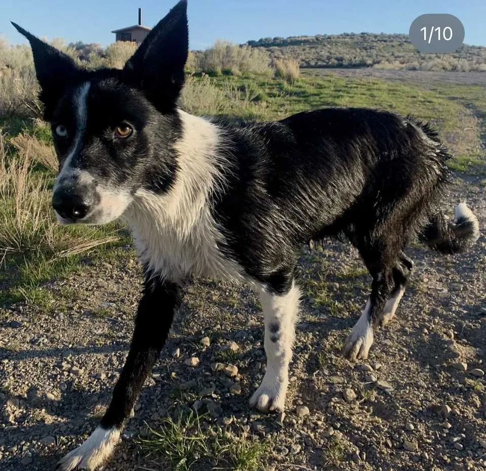 Lost dog in Unknown, UT, 84507