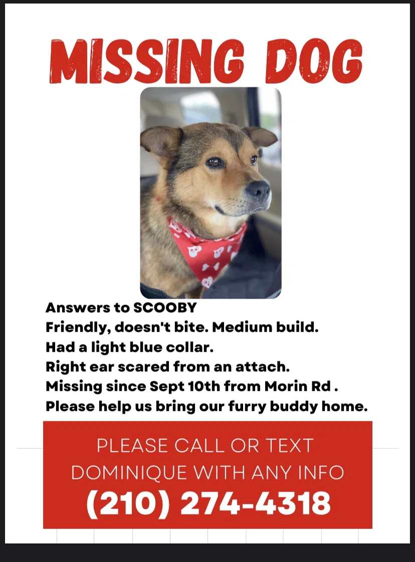 Lost dog in Von Ormy, TX, 78073