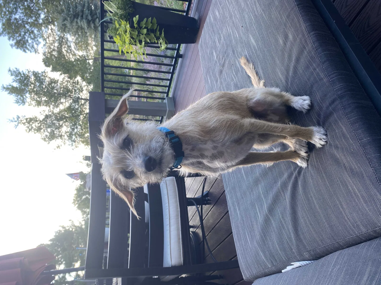 Lost dog in Parker, CO, 80134