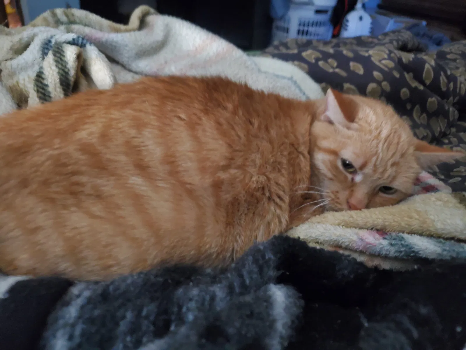 Lost cat in Ephrata, PA, 17522